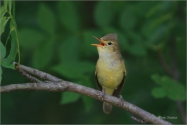 <p>SEDMIHLÁSEK HAJNÍ (Hippolais icterina) - jižní Morava ---- /Icterine warbler - Gelbspötter/</p>